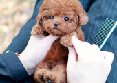 TOY POODLE YAVRULARIM